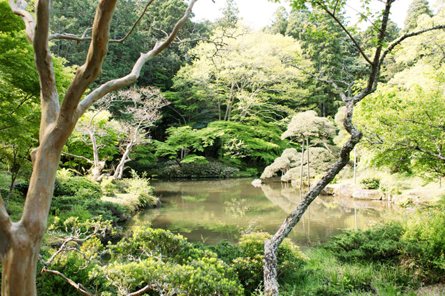 japanesetrees