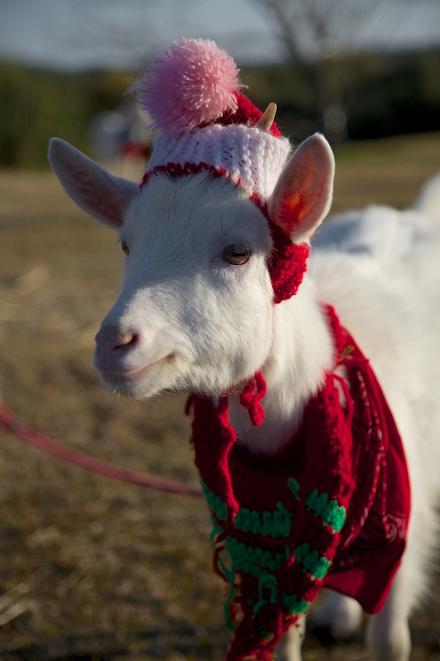 christmas goats