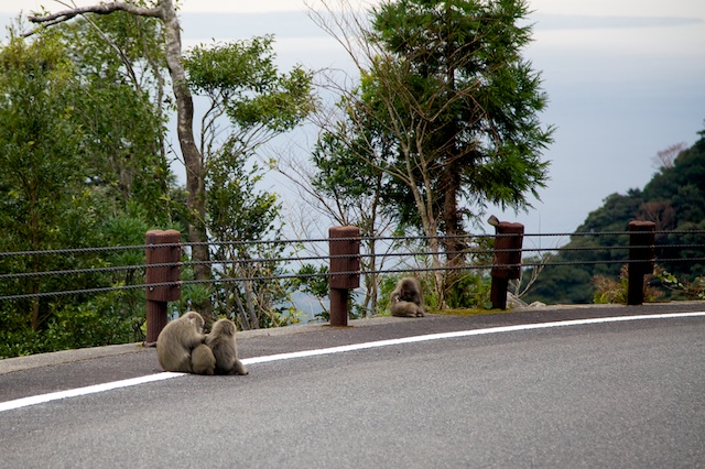 monkeys in the road