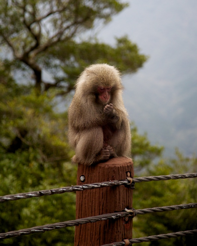 yakushima monkey