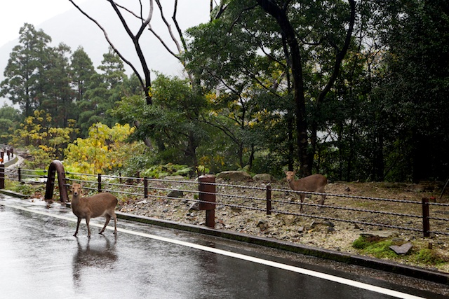 yakushima deer
