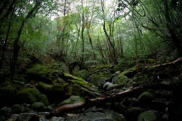 yakushima forest